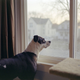 dog at window
